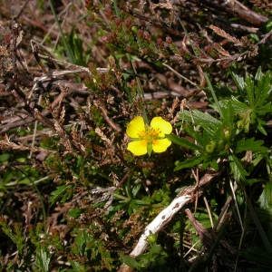 Photographie n°10676 du taxon Potentilla erecta (L.) Räusch. [1797]