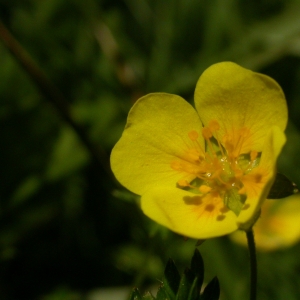 Photographie n°10678 du taxon Potentilla erecta (L.) Räusch. [1797]