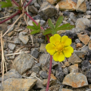 Photographie n°10679 du taxon Potentilla reptans L. [1753]