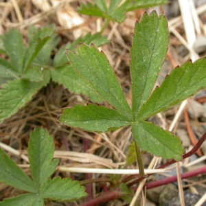 Photographie n°10680 du taxon Potentilla reptans L. [1753]