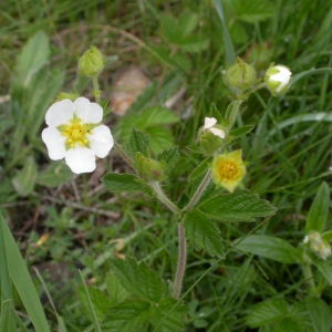 Photographie n°10682 du taxon Potentilla rupestris L. [1753]