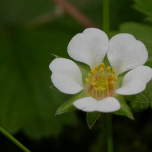 Photographie n°10683 du taxon Potentilla sterilis (L.) Garcke [1856]