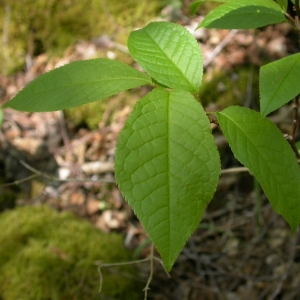 Photographie n°10686 du taxon Prunus padus L. [1753]