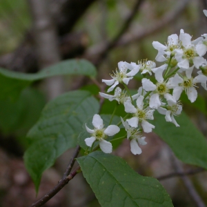 Photographie n°10689 du taxon Prunus padus L. [1753]