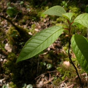 Photographie n°10690 du taxon Prunus padus L. [1753]