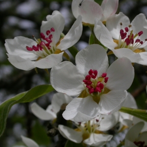 Photographie n°10693 du taxon Pyrus communis L. [1753]