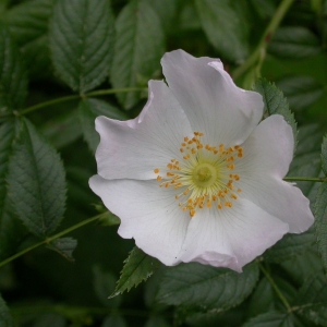 Photographie n°10695 du taxon Rosa canina L. [1753]