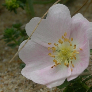 Photographie n°10698 du taxon Rosa pimpinellifolia L. [1759]