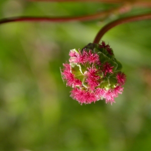 Photographie n°10699 du taxon Sanguisorba minor Scop. [1771]