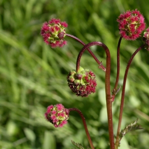 Photographie n°10700 du taxon Sanguisorba minor Scop. [1771]