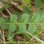  Julien BARATAUD - Sanguisorba minor Scop. [1771]