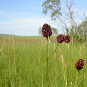 Photographie n°10703 du taxon Sanguisorba officinalis L. [1753]