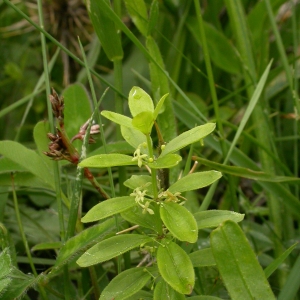 Photographie n°10708 du taxon Cruciata glabra (L.) Ehrend. [1958]