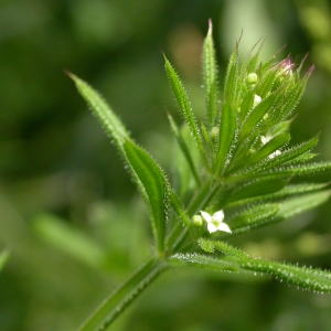 Photographie n°10711 du taxon Galium aparine L. [1753]