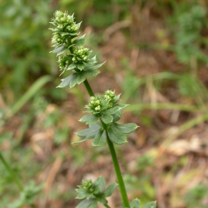 Galium mollugo var. elatum (Thuill.) DC. (Caille-lait blanc)