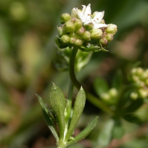 Photographie n°10713 du taxon Galium saxatile L. [1753]