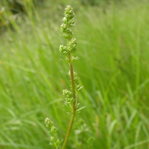 Photographie n°10718 du taxon Galium mollugo L. [1753]