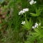  Julien BARATAUD - Galium odoratum (L.) Scop. [1771]