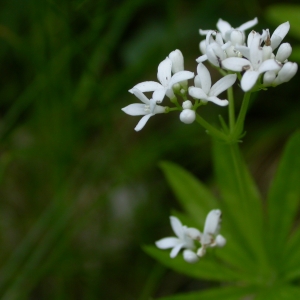 Photographie n°10722 du taxon Galium odoratum (L.) Scop. [1771]