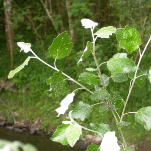 Photographie n°10725 du taxon Populus alba L. [1753]