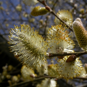 Salix atrocinerea Brot. (Saule à feuilles d'olivier)