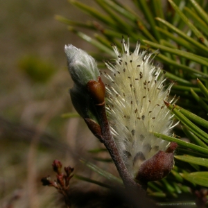 Photographie n°10729 du taxon Salix lapponum L. [1753]