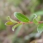  Julien BARATAUD - Salix repens L. [1753]