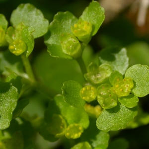 Photographie n°10733 du taxon Chrysosplenium oppositifolium L. [1753]