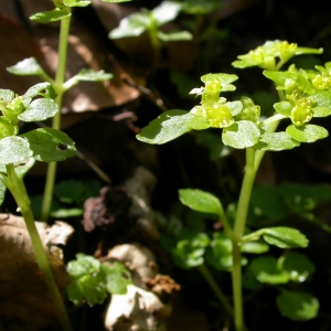 Photographie n°10736 du taxon Chrysosplenium oppositifolium L. [1753]