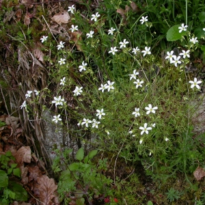 Photographie n°10737 du taxon Saxifraga fragosoi Sennen [1929]