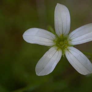 Photographie n°10739 du taxon Saxifraga fragosoi Sennen [1929]