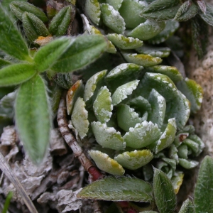 Photographie n°10740 du taxon Saxifraga paniculata Mill. [1768]