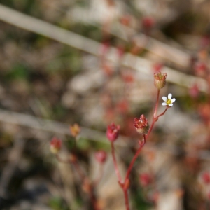 Photographie n°10743 du taxon Saxifraga tridactylites L. [1753]