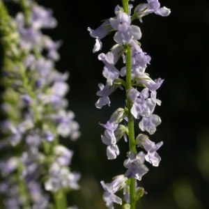 Photographie n°10744 du taxon Anarrhinum bellidifolium (L.) Desf.