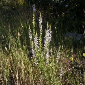 Photographie n°10746 du taxon Anarrhinum bellidifolium (L.) Desf.