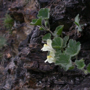 Photographie n°10751 du taxon Asarina procumbens Mill.