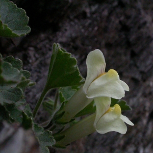 Photographie n°10752 du taxon Asarina procumbens Mill.