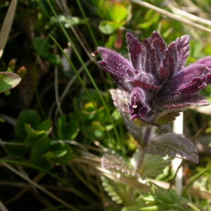 Photographie n°10753 du taxon Bartsia alpina L.