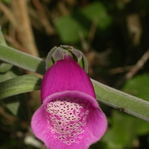 Photographie n°10757 du taxon Digitalis purpurea L. [1753]