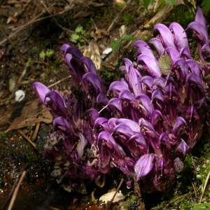 Photographie n°10764 du taxon Lathraea clandestina L. [1753]