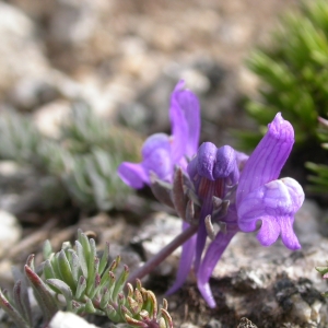 Photographie n°10765 du taxon Linaria alpina (L.) Mill.