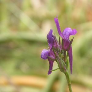 Photographie n°10766 du taxon Linaria pelisseriana (L.) Mill. [1768]