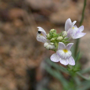 Photographie n°10768 du taxon Linaria repens (L.) Mill. [1768]