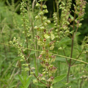 Photographie n°10772 du taxon Teucrium scorodonia L. [1753]