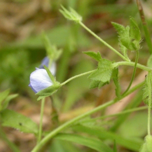 Photographie n°10773 du taxon Veronica persica Poir. [1808]