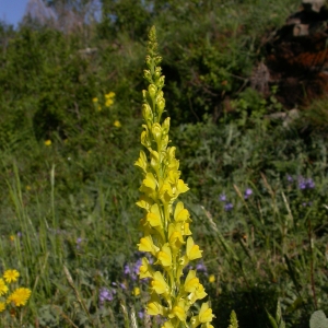 Photographie n°10774 du taxon Linaria vulgaris Mill. [1768]