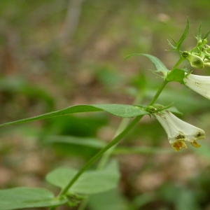 Photographie n°10779 du taxon Melampyrum pratense L. [1753]