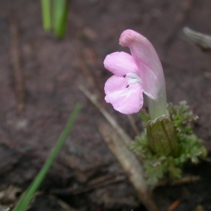 Photographie n°10784 du taxon Pedicularis palustris L. [1753]