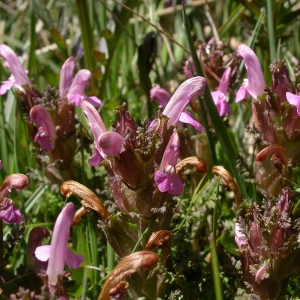 Photographie n°10786 du taxon Pedicularis sylvatica L. [1753]