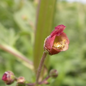 Photographie n°10788 du taxon Scrophularia auriculata L. [1753]